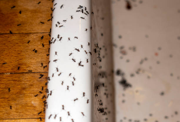 Best Exterminator Services  in Hamilton Square, NJ