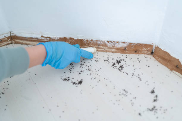 Flea Control Services in Hamilton Square, NJ